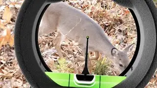 First Deer with the ELITE VAROS!