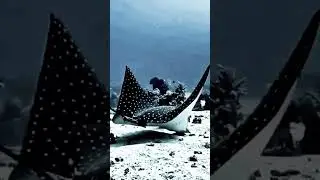 Обыкновенный орляк и Голубоперый Бвлистод. Жизнь под водой поражает. Чудеса подводного мира.