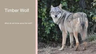 【タイリクオオカミのスイ】多摩動物公園