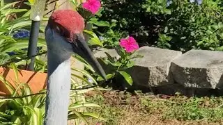 Feathered and Furry Friends 