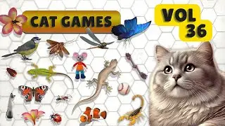 Cat Games Centipede Hunt & Butterfly Chase Interactive Screen Entertainment for Cats | Vol 36