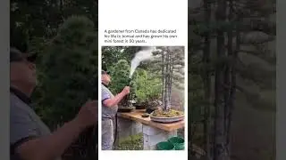 A gardener from Canada had dedicated his life to bonsai and has grown his own forest in 50 years.