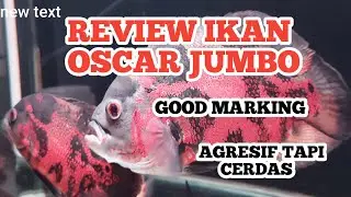 review ikan oscar tiger Jumbo  good marking.