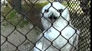 Jardim Zoológico de Lisboa (1ª parte)