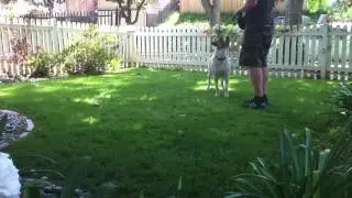 K9Conservatory-Buster-DOWN-reps