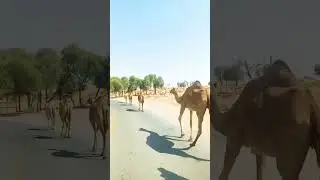 Camel Safari #camelsafari #cool
