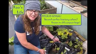 Potato reveal  First earlies grown in a compost bag.