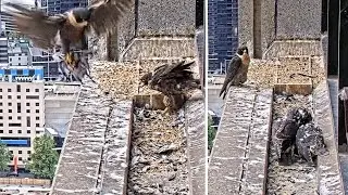 367 Collins St. Falcons🪽 Chicks Take Self-Feeding Seriously🍕 Give Mum the Boot (or Beak)🥾2025 Nov 7