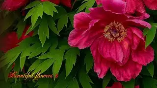Flowers8