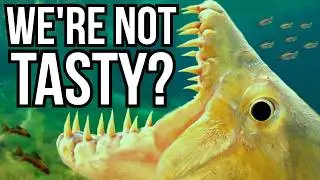 5 Deadly Freshwater Fish That Could Easily Hunt Humans But Never Do