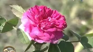 In gradina Danei interviu cu Marin Constantin  - Trandafiri de Dulceata Rose de Rescht