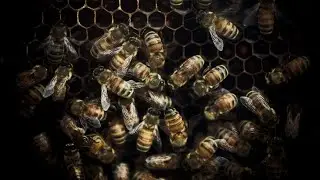 Episode 8 : Why do bees build hexagons?