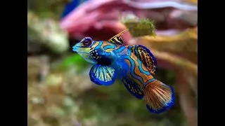 Exploring The Underwater World | 4K UHD | Blue Planet II | BBC Earth