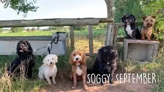 Happy Hounds Coventry Dog Daycare Fun