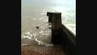 Baby Seal on Deal Beach in Kent
