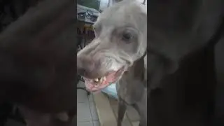 Perro enojado