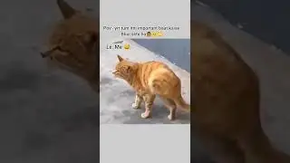 next level memes 11/100