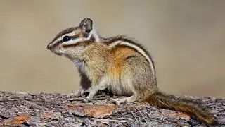wildlife control | Columbus, OH - The Wildlife Control Company Inc.