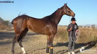 GRAN CABALLO😲 🔥Nvo Jalpita Vs. Remi🔥 Carril San Angel, JAL.