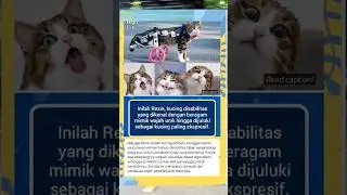 namanya rexie kucing stabilitas yg mempunyai mimik yg lucu#shortvideo #beritaterkini