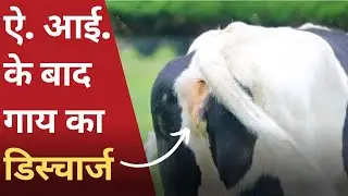 ऐ. आई. के बाद गाय का डिस्चार्ज देना | Vaginal Discharge in Cow After A.I.