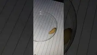 Maggot larvae #zoology #entomology #shorts