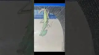 🙂Perfect Molt of a 5th Instar Female Giant Asian Mantis 🦗