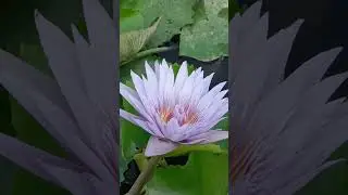 morning motivation bhakti song. green 💙 blue lotus. #radhe #reels #bhakti #motivation