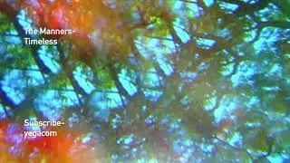 The Manners- Timeless