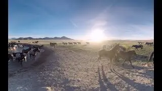 Mustang Heritage Foundation