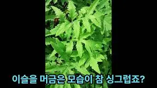 야산고비[Onoclea sensibilis var. interrupta]