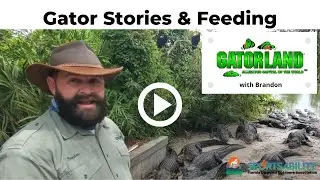 Feeding the Alligators of Gatorland with Brandon | FDOA