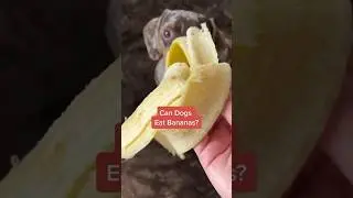 Can Dogs Eat Bananas? 👀🤔 #shorts