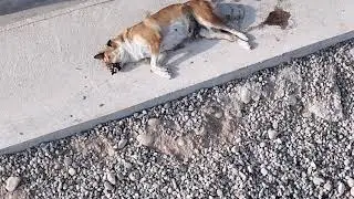 Новый отлов! New catch!