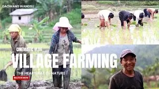 🌾 Zedua Village Farming Journey | From Ploughing to Harvest 