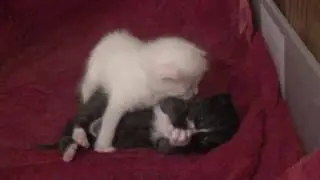 Killer Kittens