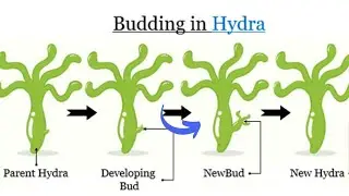 REPRODUCTION IN ORGANISMS | Hydra  reproduction in Planaria |Binary fission, budding....