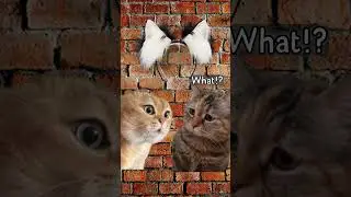 POV: When people see our Ears move on their own...