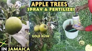 It's Time! Fertilize & Spray American Apple Trees In Jamaica (Warm Climates) 🍎🇯🇲.