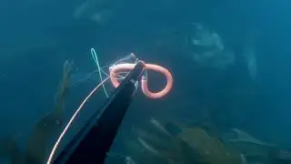 Spearfishing in the UK 2022 and 2023