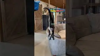 Birdy is feeling bouncy😂 #spidermonkey #birdy