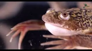 Adult Xenopus laevis frog feeding