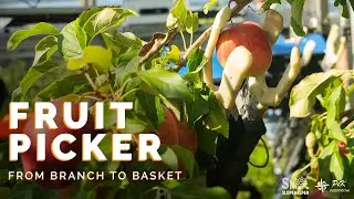 Autonomous Fruit Picker | Slopehelper robot by PeK Automotive 🍎