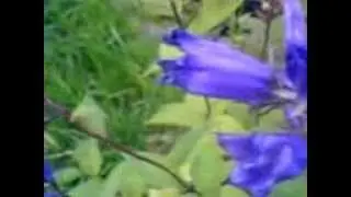 MOV00624