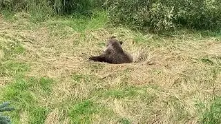 Adorable Brooks Falls Bear Cub Awakens From Nap