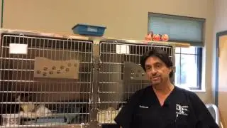 Tips for preparing pets for evacuation in case of disaster - Bradenton Herald - Bradenton.com