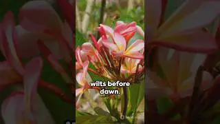 Top 5 rare flowers 🌺 #viralshorts