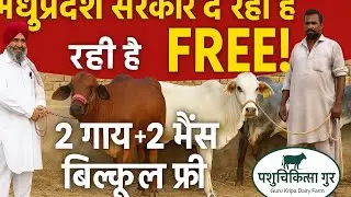 ₹31,000 से शुरू! बढ़िया गोमाता &ndash; 6 गाय बिकाऊ | Guru Kripa Dairy Farm