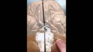 Anatomy human brain