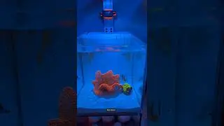 This IS the best reef tank spectrum around | Pixel LED
